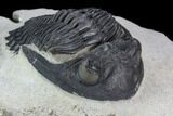 Detailed Hollardops Trilobite - Visible Eye Facets #125213-1